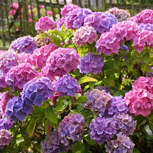 Hydrangea All Summer Beauty